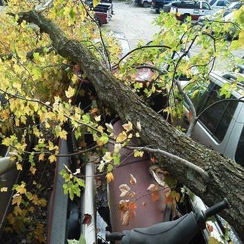 Dave's Landscape Management Company