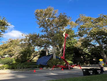 Photos by California Green Tree Care #1