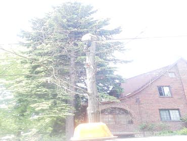 dead ash tree