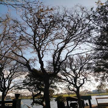 Photos by Atx Blue Star Tree Service #1
