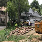 Photos by Carlos Tree Service #3