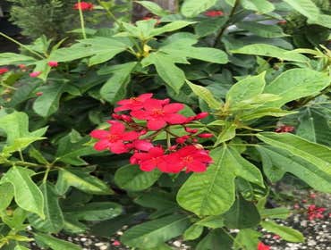Photos by B&c Fruit Trees & Landscape LLC #1