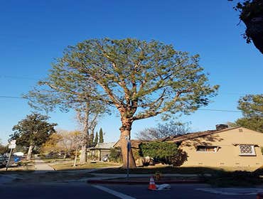 Photos by Villeda Tree Services #1