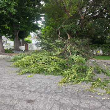 Ventura Tree Services