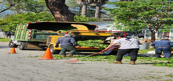 Ventura Tree Services