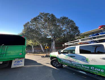 Photos by California Green Tree Care #1