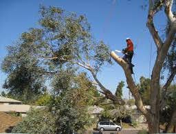 Inexpensve Tree Services Inc Project 1 These are images of work we done these are the type of services we offer:
tree trimming
tree removal
stump rem