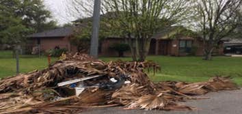 Central Florida Tree and Debris