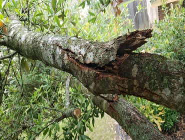 Photos by Naranjal Tree Service LLC #2