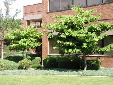 Photos by Artistic Treeworks #1