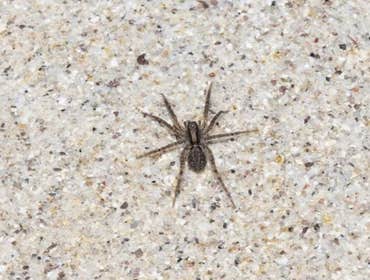 Photos by Pest Control Pros #1