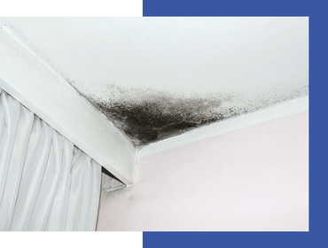 Mold Remediation