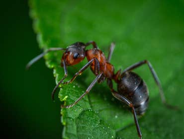 Photos by the Southfield Pest Control Crew #1
