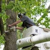 N&e Tree Trimming Service
