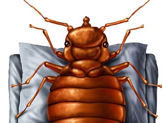 Bed Bug Control Passaic County
