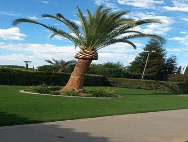 Photos by MARIO'S TREE SERVICES #1