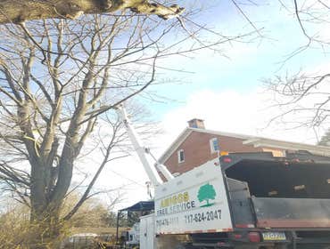 Photos by Amigos Lawn Care & Tree Service #1