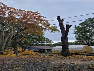 Photos by No Heights Tree Service #1