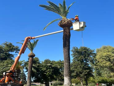 Palm trees shaping