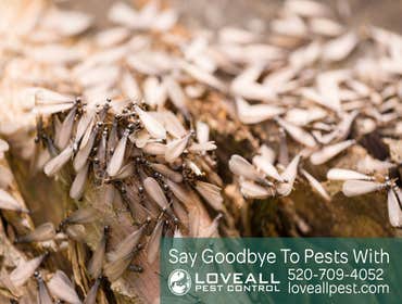 Termite-Pest Control Service