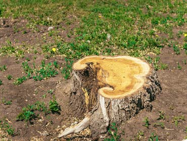 Photos by Ithaca Tree Service #1