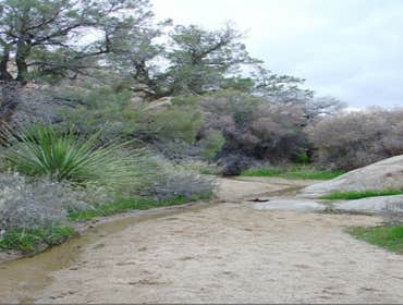 Joshua Tree