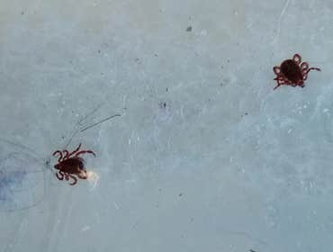 Photos by Preventive Pest Control Las Vegas #1