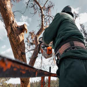 Photos by Washington Dc Tree Service Pros #1