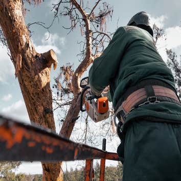 Photos by Washington Dc Tree Service Pros #1