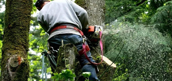 Photos by Timber Pros Tree Service #1