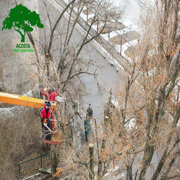 Photos by Acosta Tree Service Inc #1