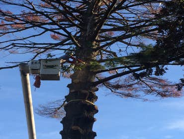 Photos by B&B Tree Service, Inc #1