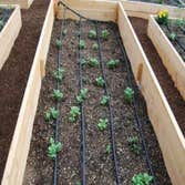 Potato Garden