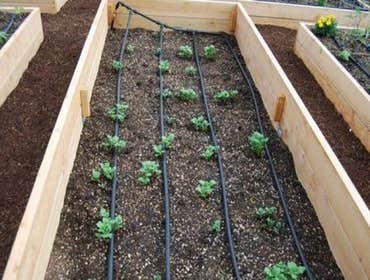 Potato Garden