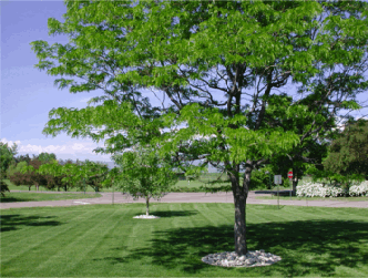 Landscape Projects