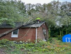 Photos by Elephant Trunk Tree and Landscaping #1