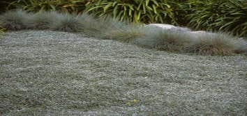 Lawn Alternatives and Groundcover