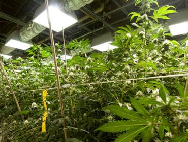 Grow Photos