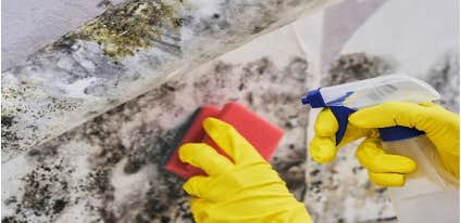 Gecko Mold Removal Co