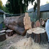 Redwood Tree Removal