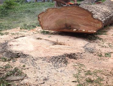 Photos from South Texas Tree of Life Tree S.Tx Tree of Life Tree Service