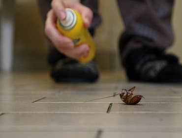 Photos by Kindness Termite Removal Experts #1