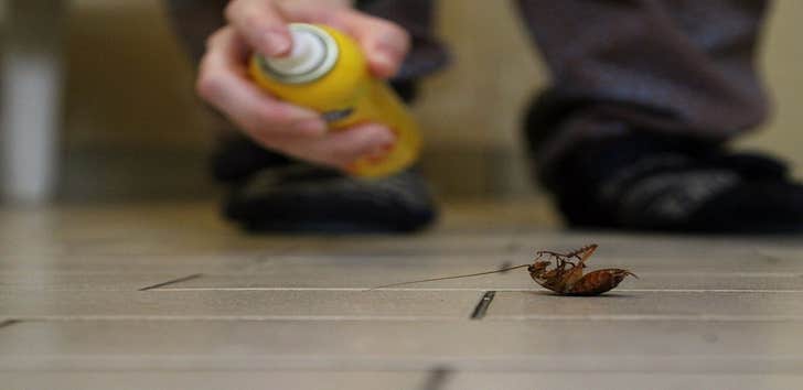 Photos by Kindness Termite Removal Experts #1