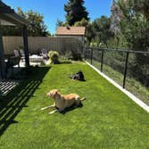 Big Bully Turf