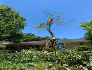 Photos by K-perez Tree Services #1