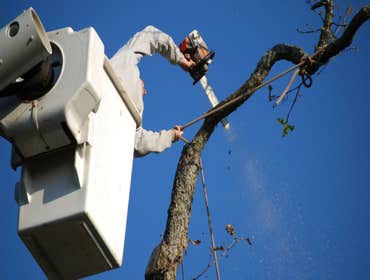 Photos by Green River Tree Service #1