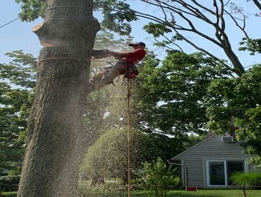 Photos by J Tree Service LLC #3