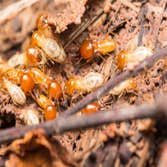 Photos by Evergreen City Termite Removal Experts #2