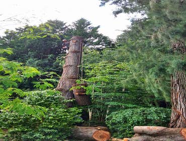 Photo(s) from Pacific Tree Care Solutions Llc