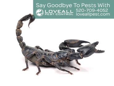 Termite-Pest Control Termite-Pest Control Service